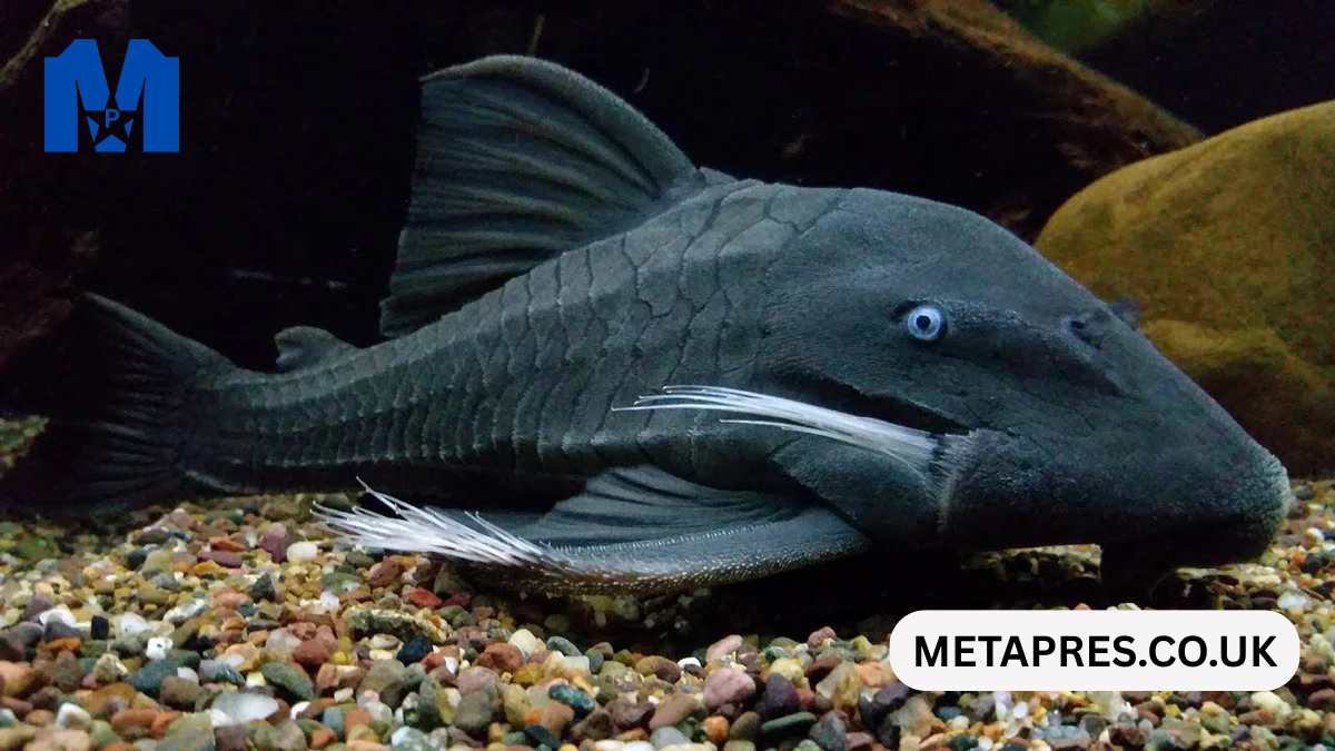 Blue Eyed Plecostomus: The Complete Expert Guide to This Rare and Fascinating Aquarium Fish