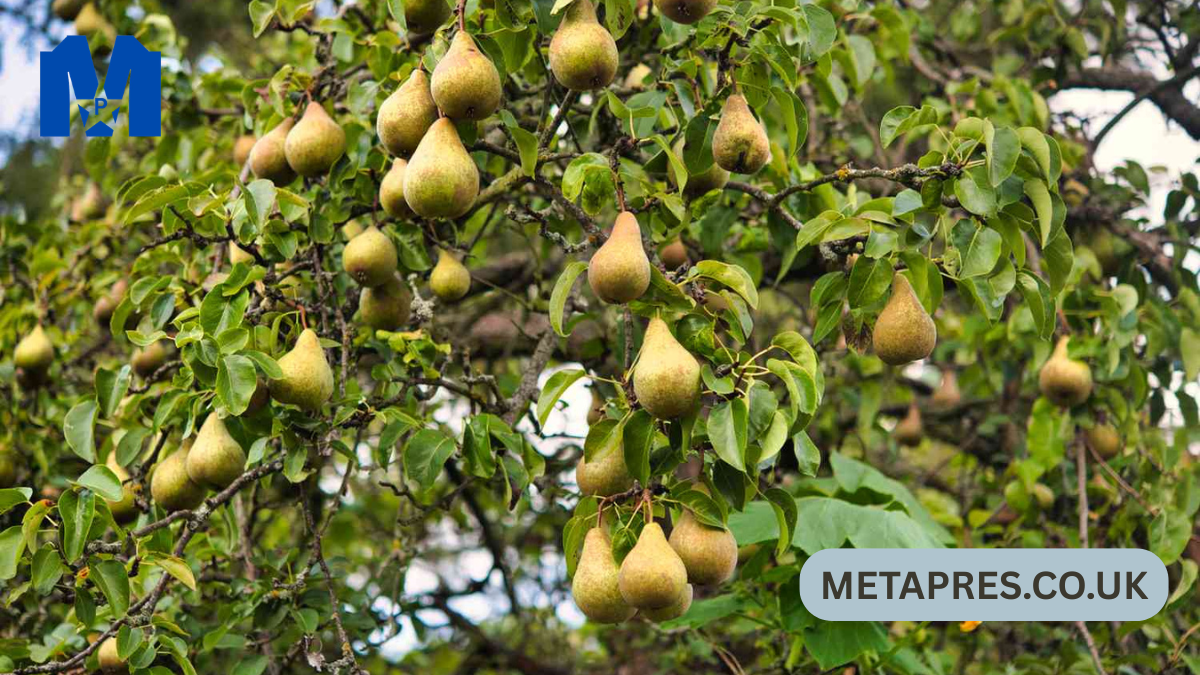 The Complete Expert Guide to the Pear Williams Tree: Cultivation, Care, Benefits, and Growing Secrets