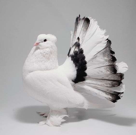 Fantail Dove: The Charming Bird That Captivates Everyone
